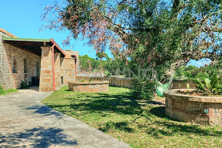 Pajara Stella Marina