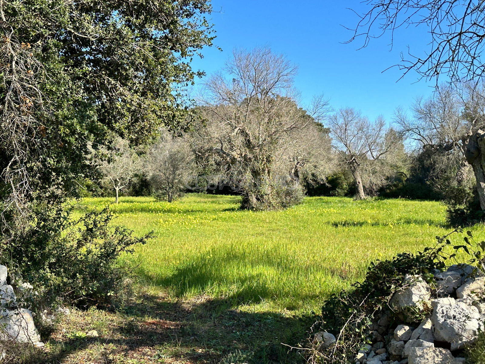 Oasi nel verde