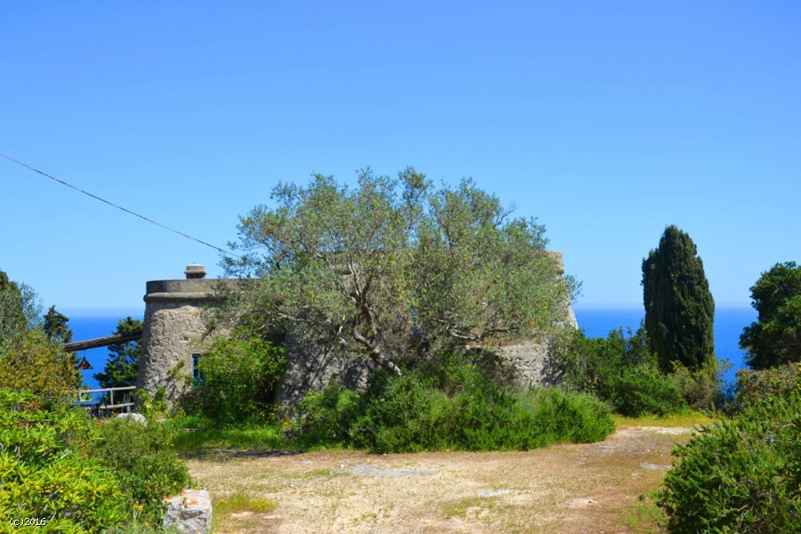 Pajara del Pellegrino