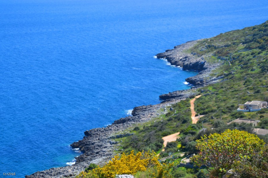 Pajara del Pellegrino