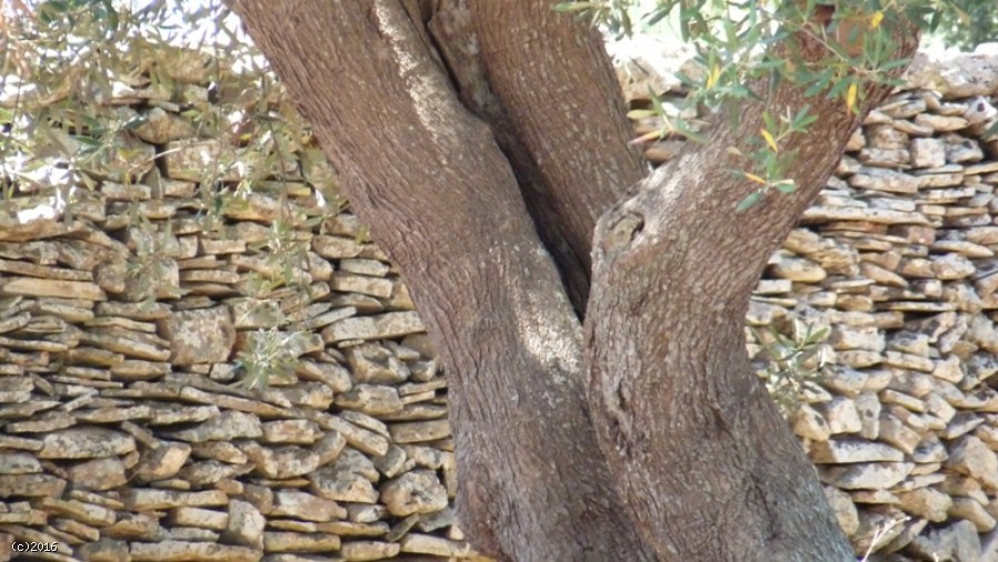 Terreno I Menhir