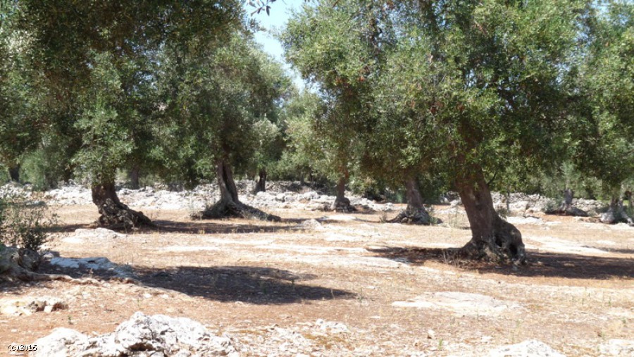 Terreno I Menhir