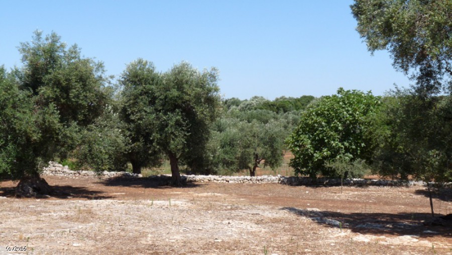 Terreno I Menhir