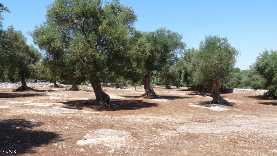 Terreno I Menhir