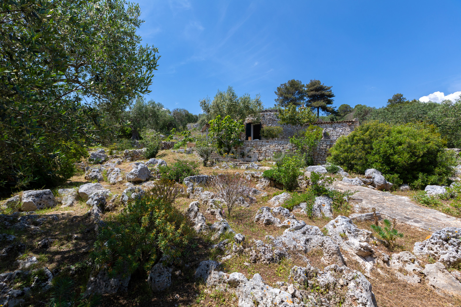 Pajara Rugiada