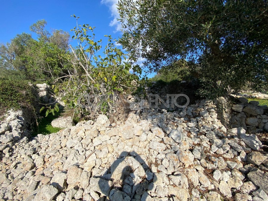 PAJARE MONUMENTALI VISTA MARE