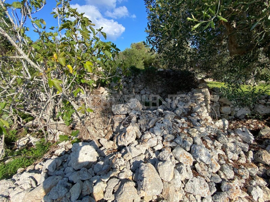 PAJARE MONUMENTALI VISTA MARE